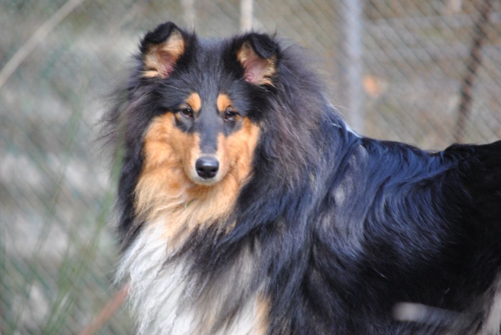 Plume Of Lovely Collies