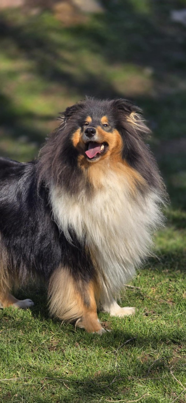 Uhura Nyota Of Lovely Collies