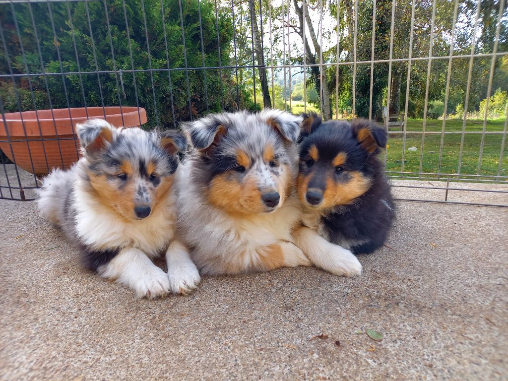 Naissance bébés bleus et tricolores