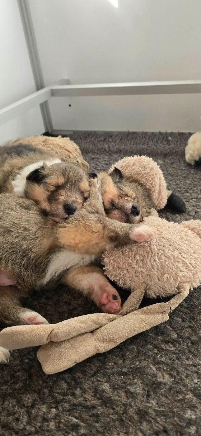 d'Abarnakat - Colley à poil long - Portée née le 20/11/2025